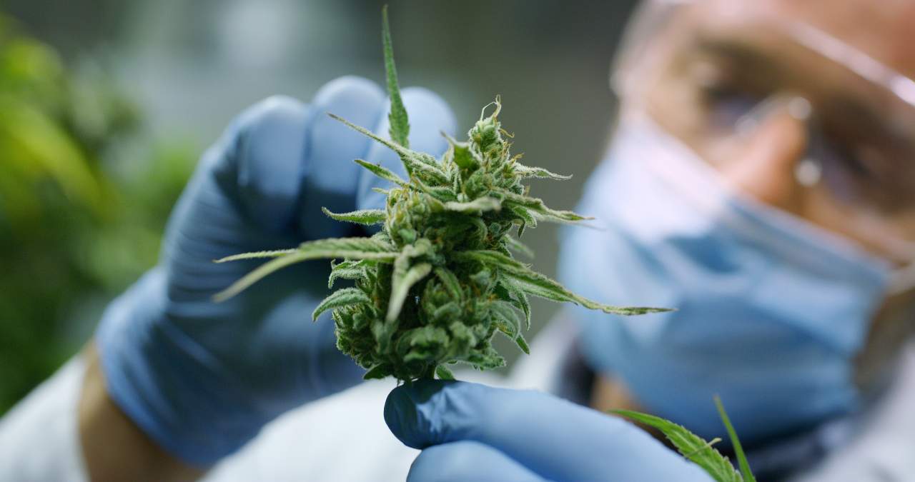Indica Sur SL. Gana popularidad tras su campaña de microcenazgo