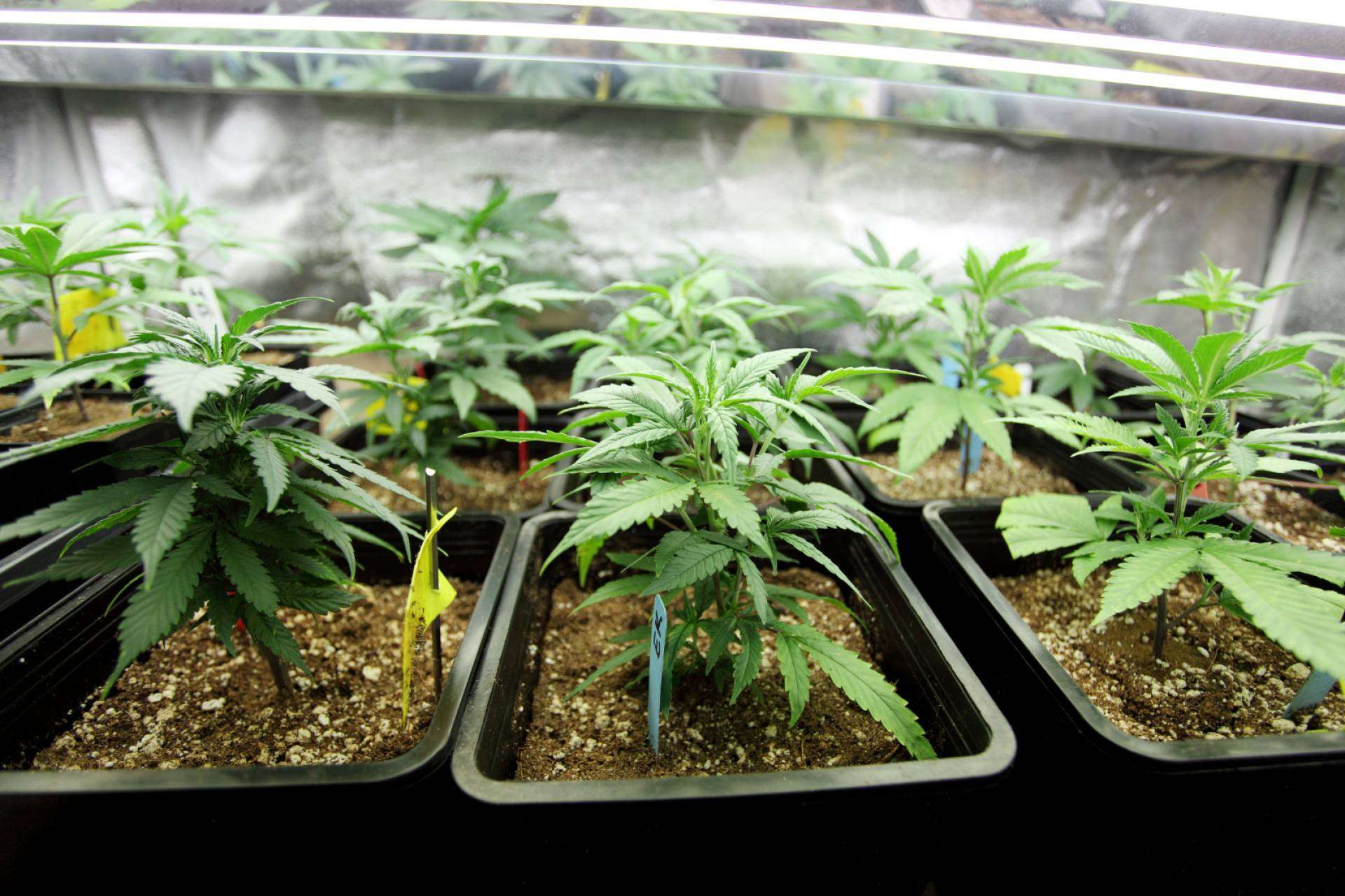 ¿Qué es el CBD?