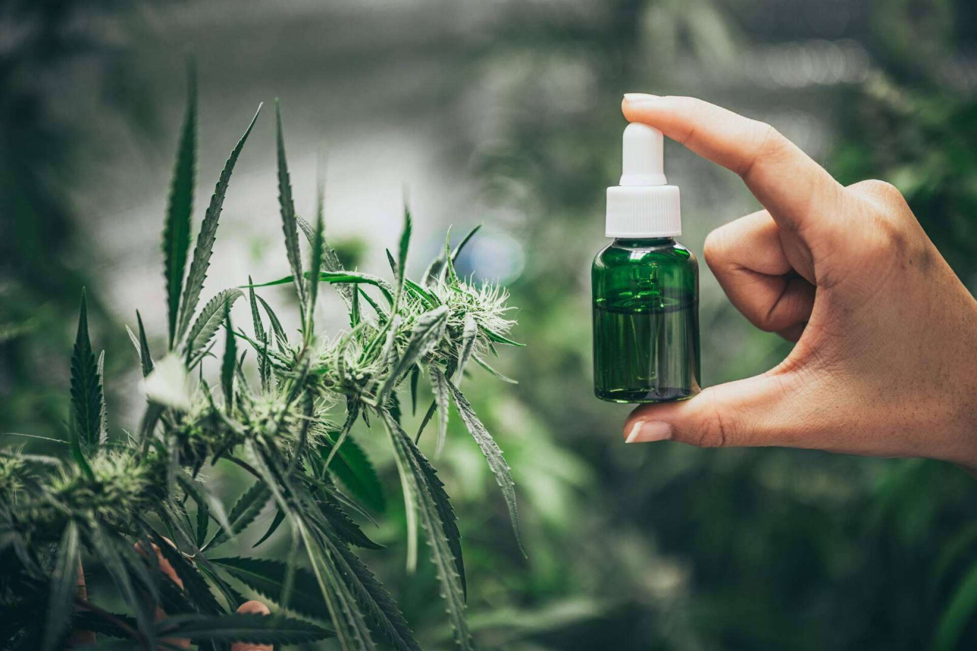 Aceite CBD: todo lo que es necesario saber, por De Pata Verde