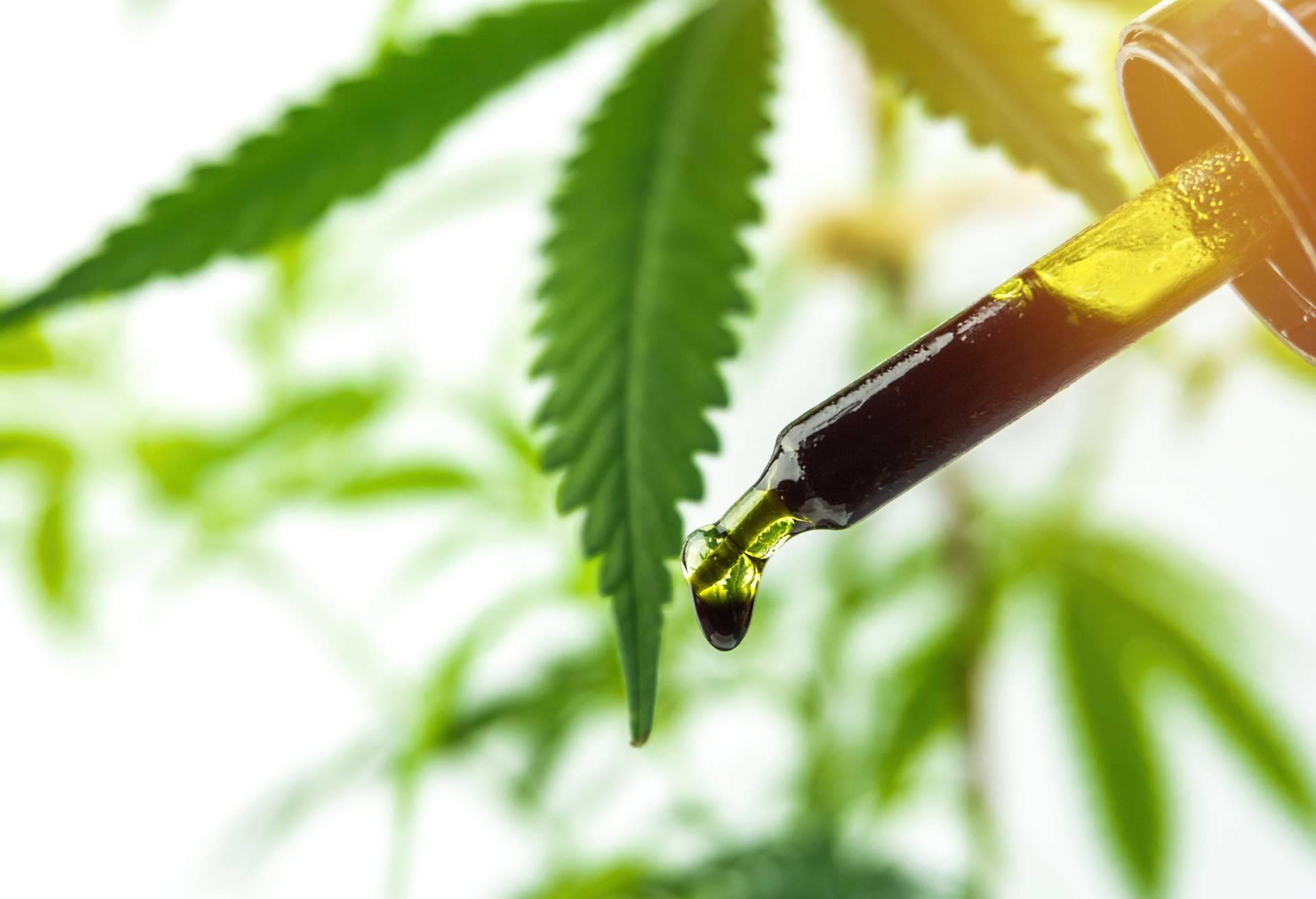 ¿Qué es el aceite de CBD Full Spectrum de La Mal Querida Sativa?