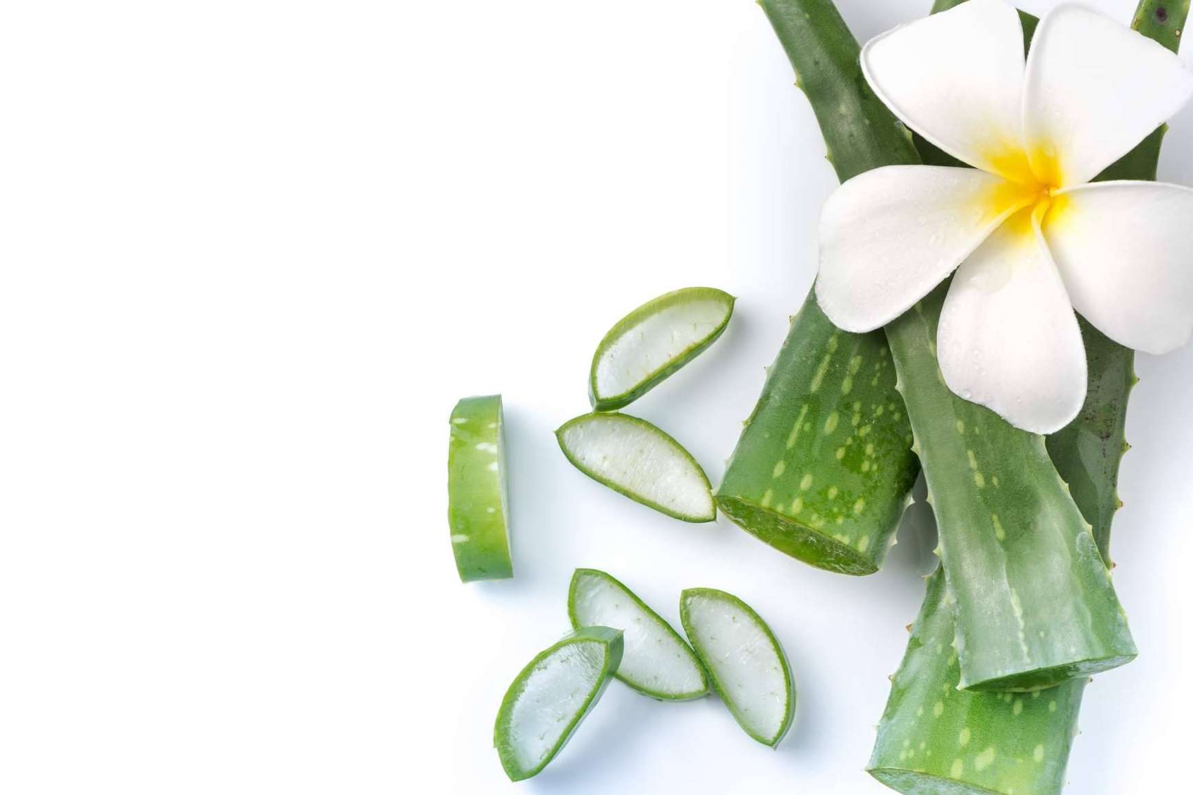¿Cuál es uno de los mejores aliados para las terapias naturales en el proveimiento de productos de aloe vera?: TerritorioAloe