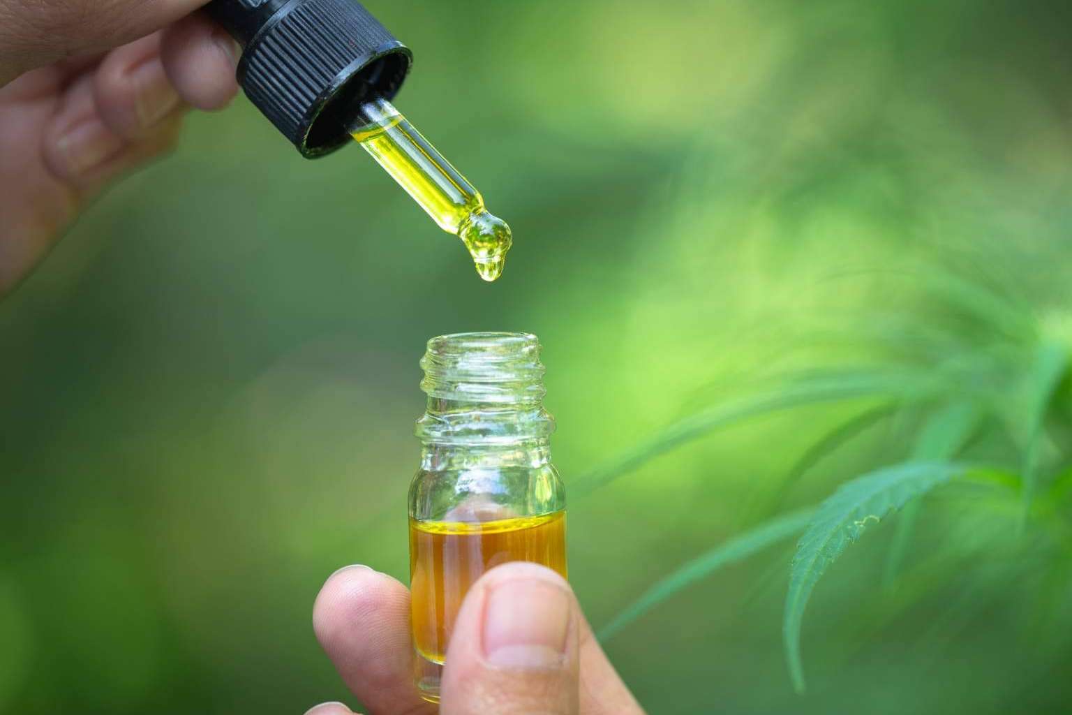 Legal Hemp y el CBD: problemática y ventajas