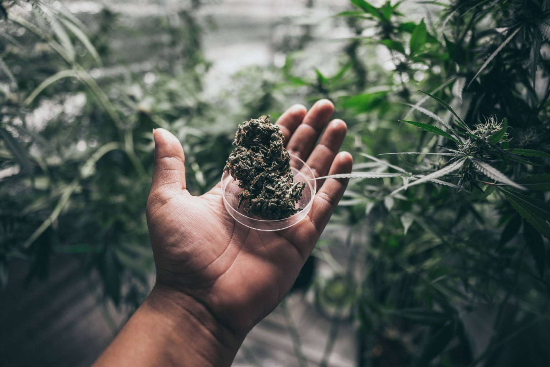 ¿Dónde se pueden comprar flores de CBD en España?