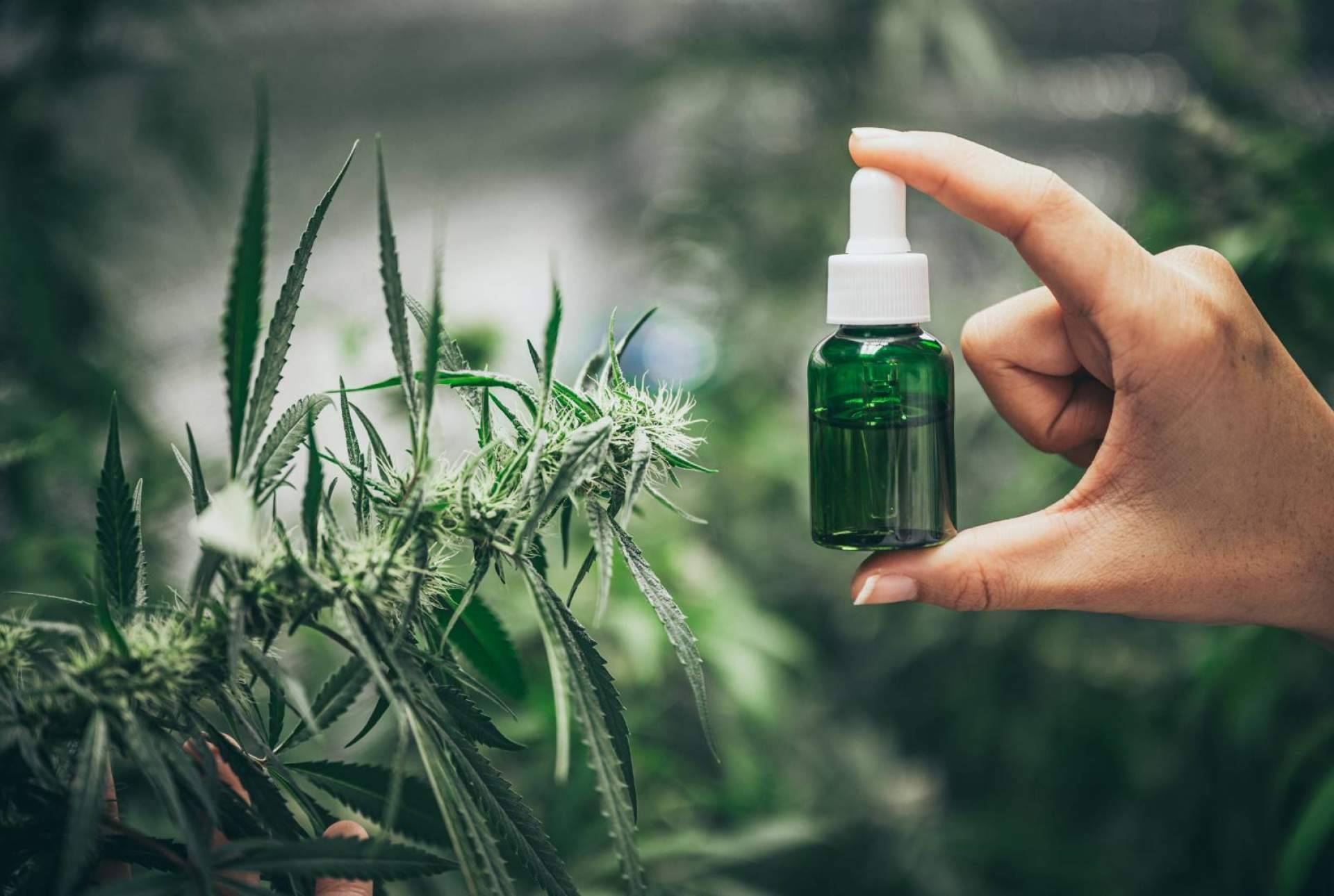¿Cómo comprar CBD en España?