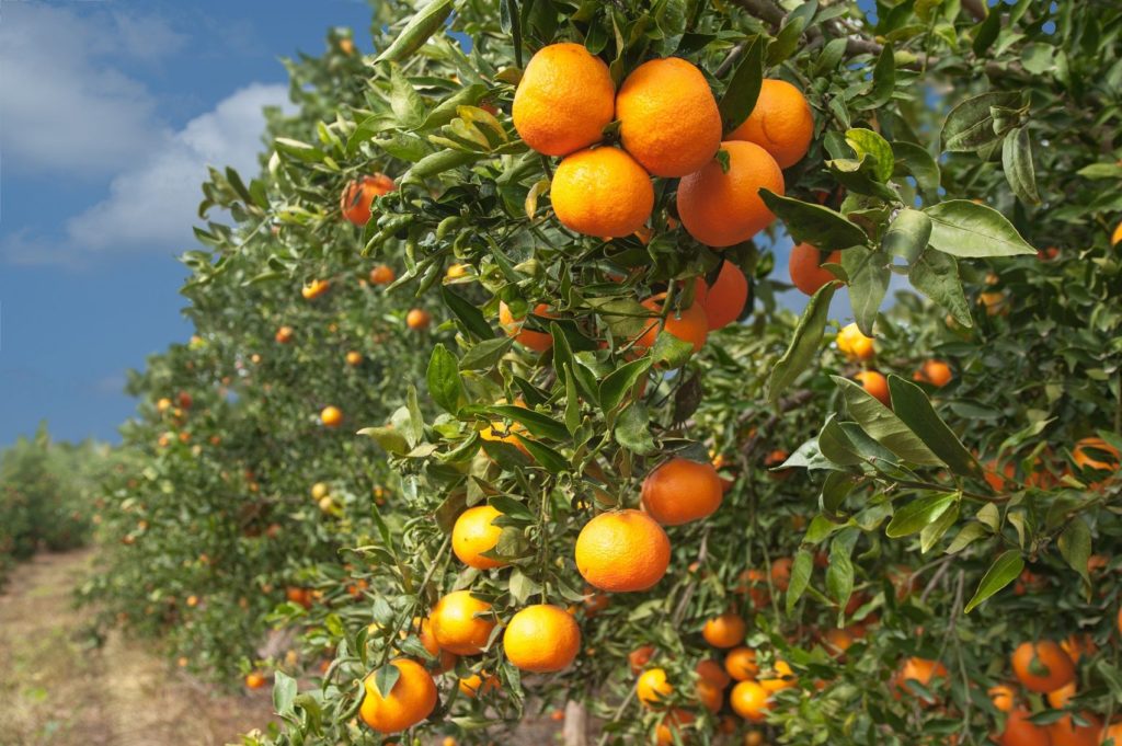 Foto de Naranjos en el campo