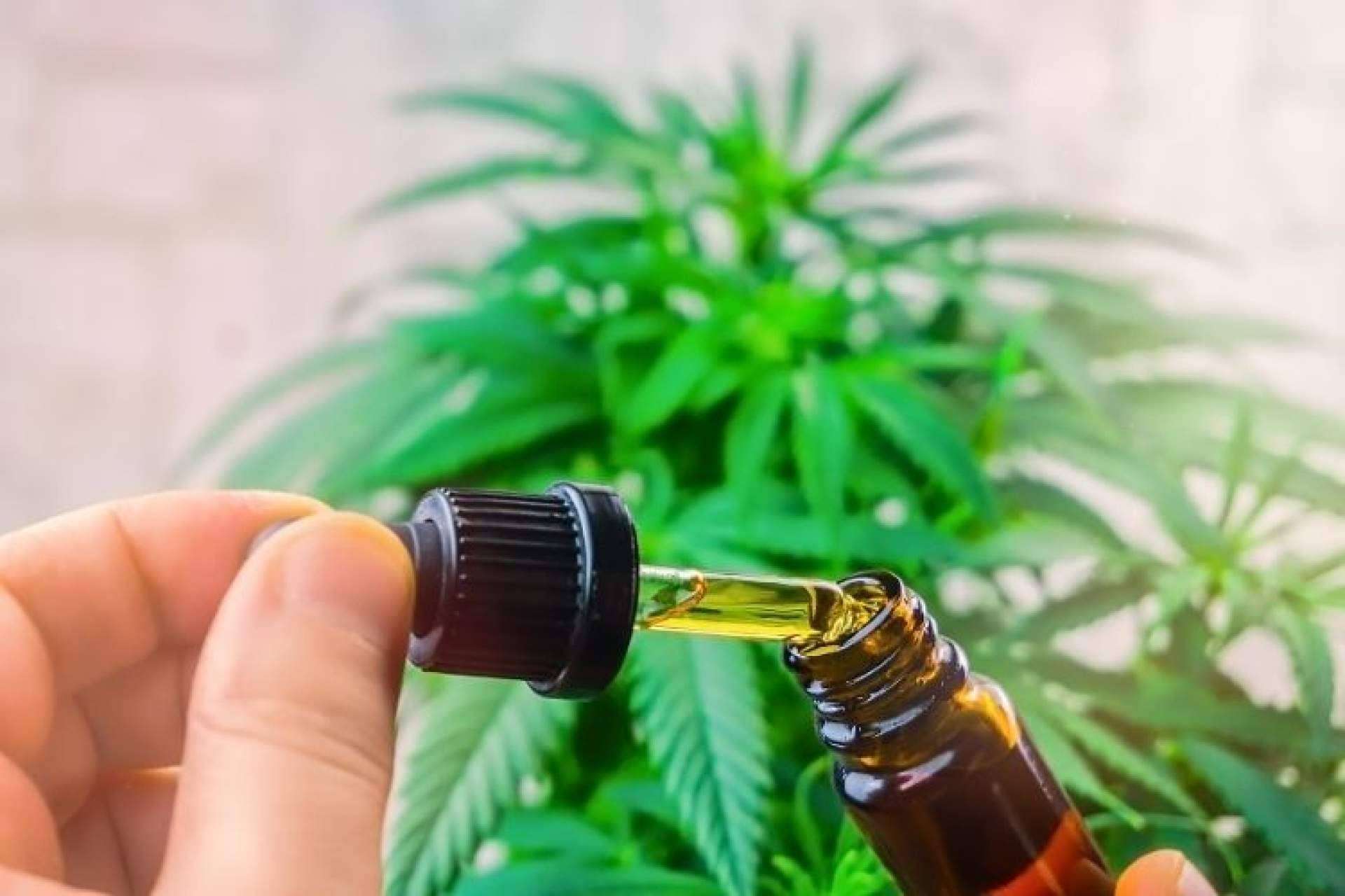 ¿Es legal comprar flores y extractos CBD en España?, por CBD Organics