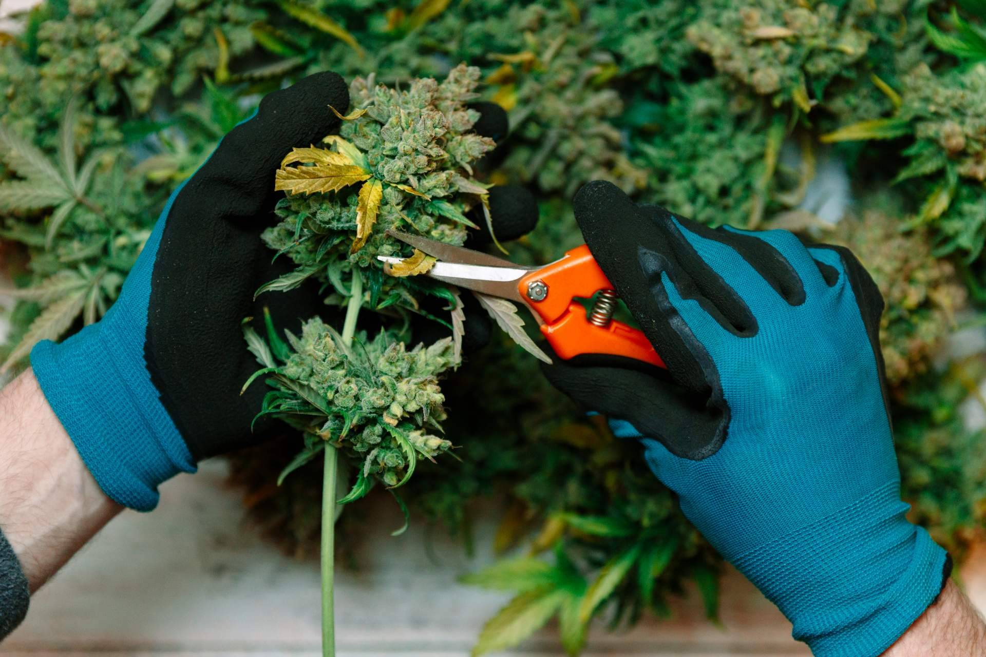 Grow shop, un negocio de franquicias al alza que seguirá creciendo en 2022