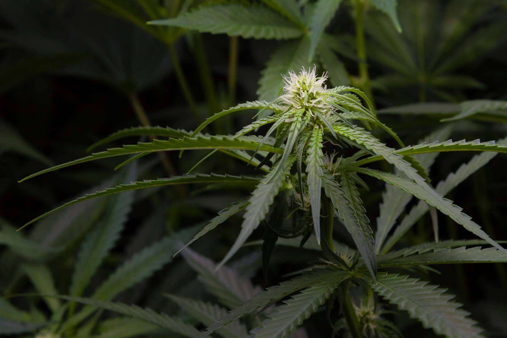 Armarios de cultivo interior para cualquier tipo de cultivo, en la tienda online y física Tecnocultivo