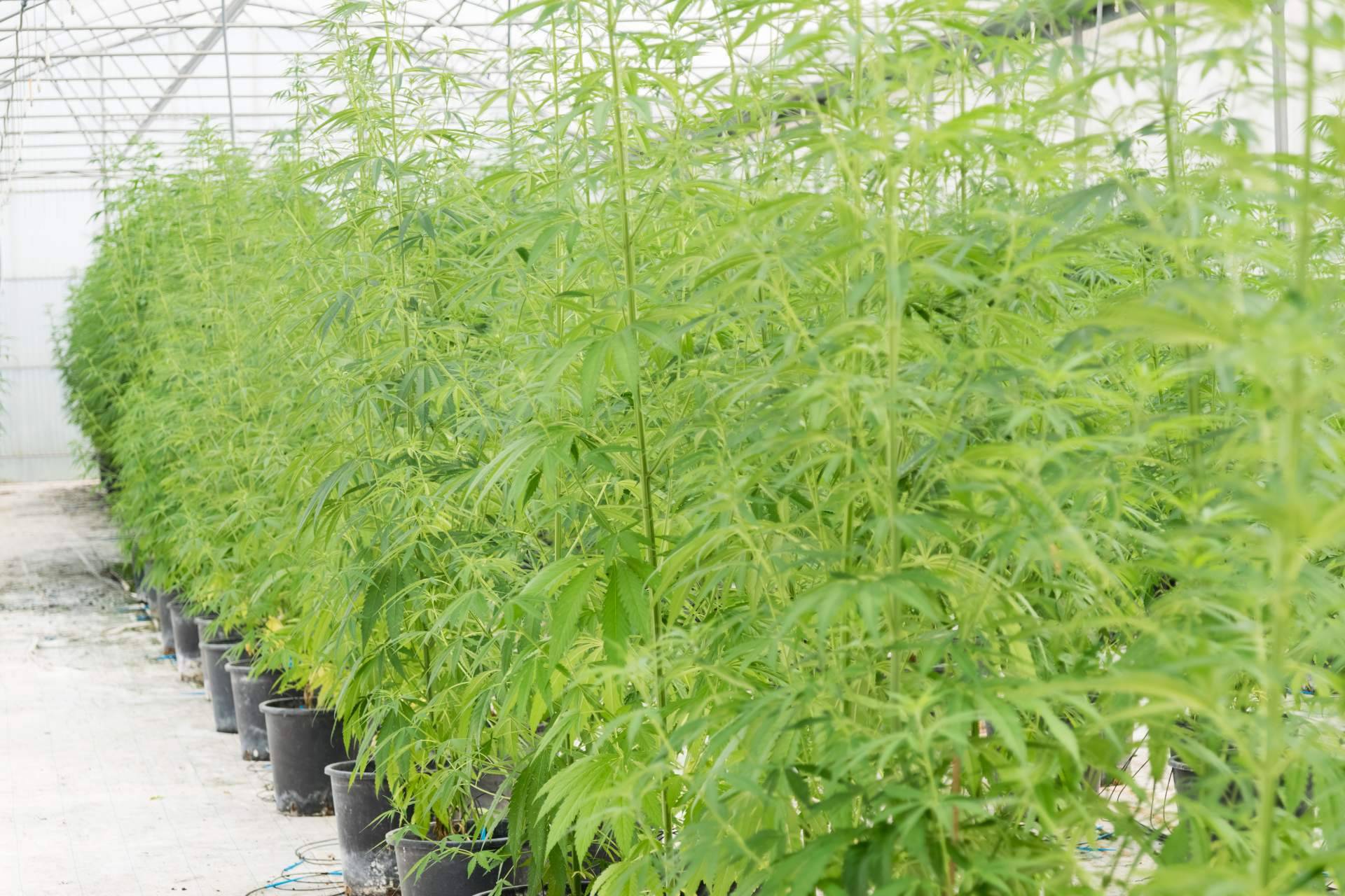 La iluminación led de topgrow.es para cultivos