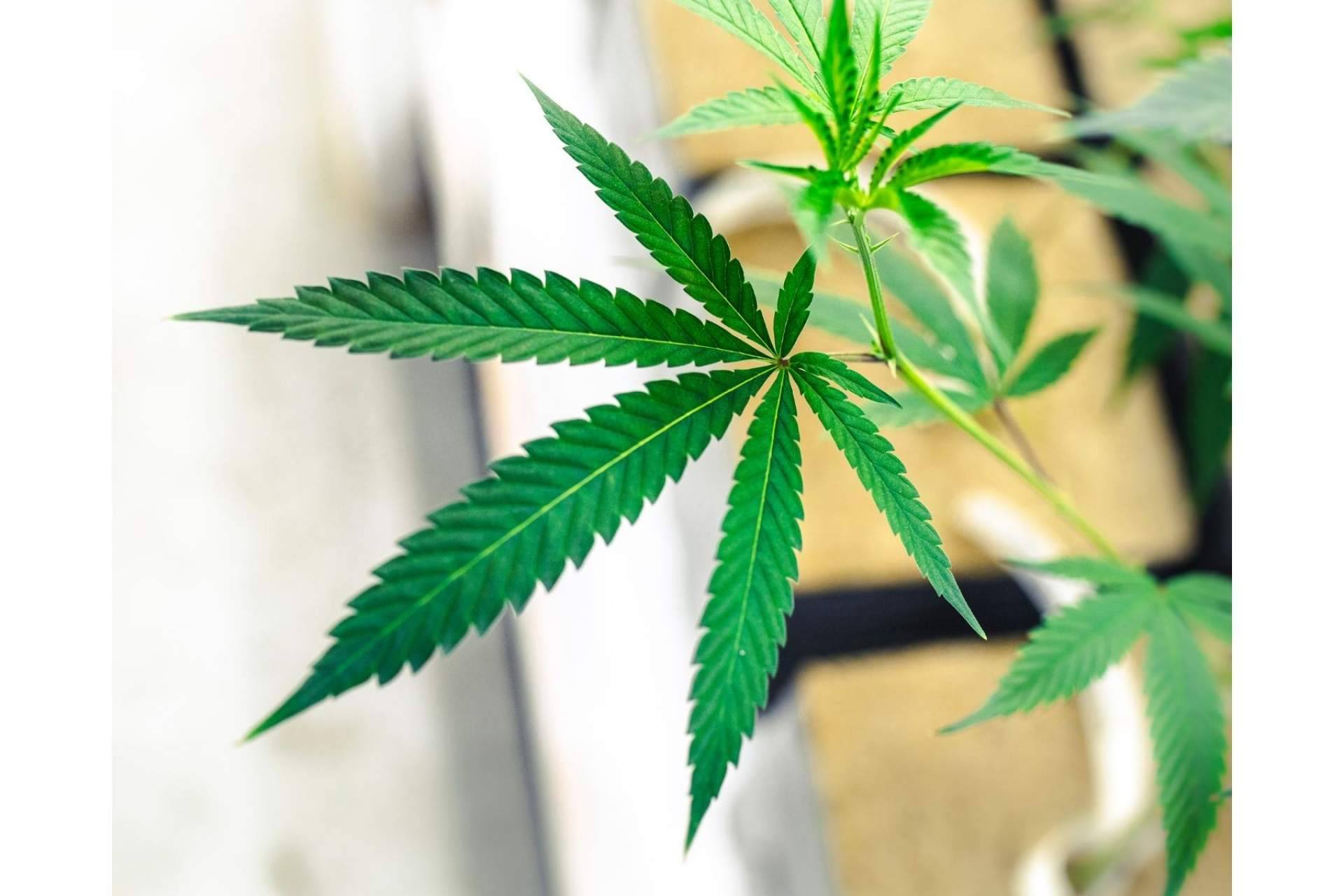 CBDrocks, el espacio de confianza para ser guiado sobre cualquier cuestión relacionada con el consumo de CBD