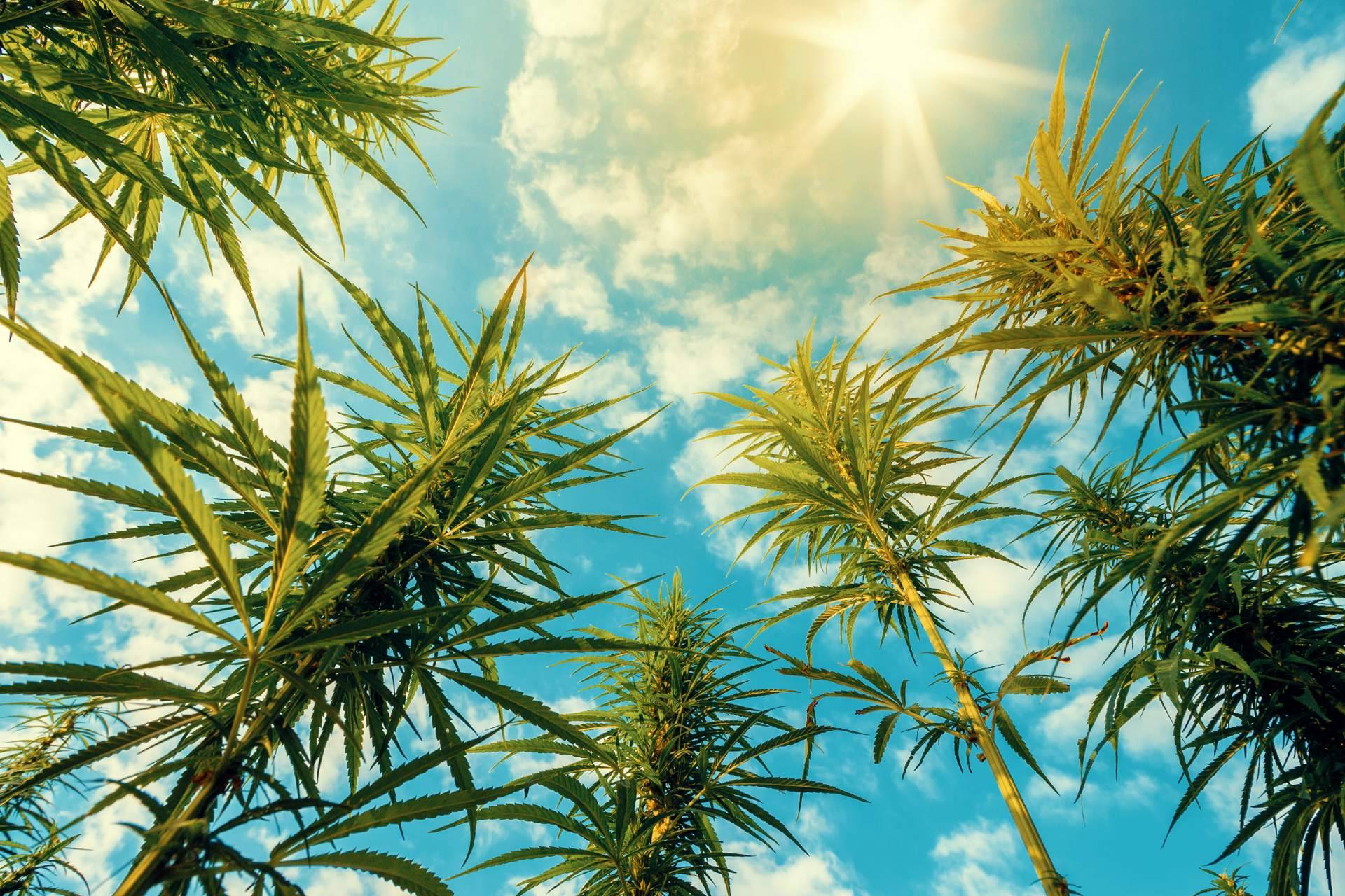 ¿Qué beneficios aporta el cannabis en la salud? Con Canna Rural