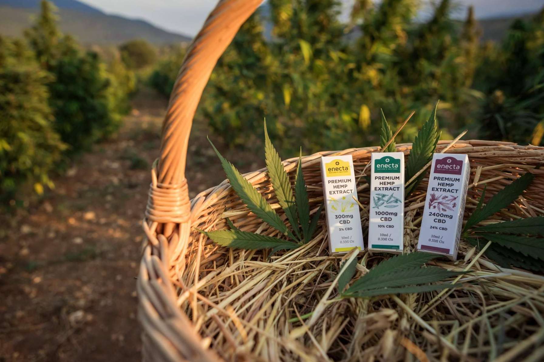 ¿Cuáles son los beneficios del aceite CBD?, por Enecta
