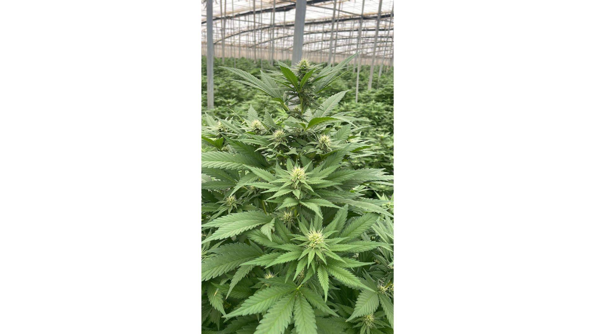 De qué manera cultivar cáñamo y obtener CBD de manera sostenible, según Iberian CBD