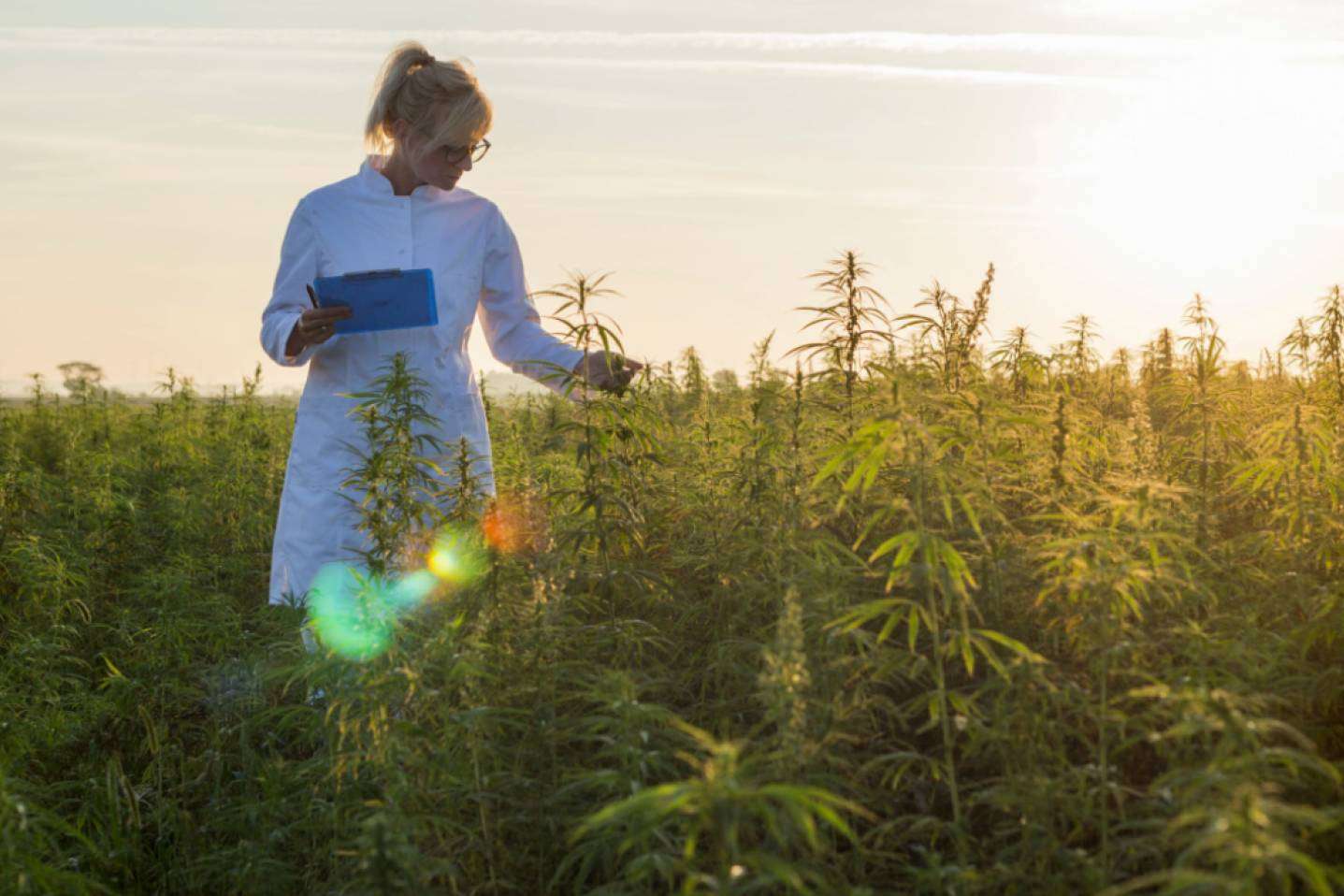 Venta de cultivo de CBD con Iberian CBD