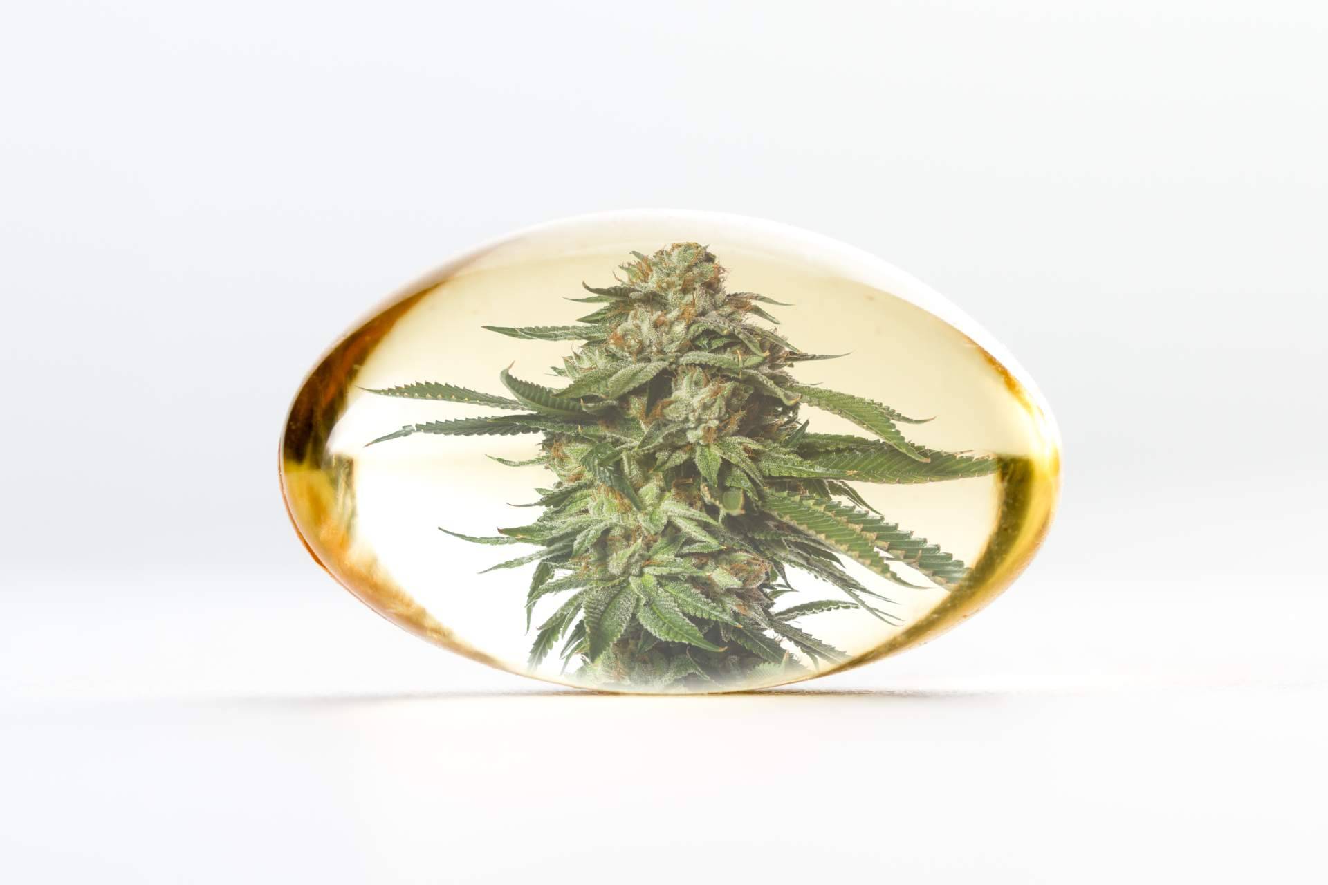 ¿Cómo encontrar aceite de CBD de alta calidad?, por CBDrocks