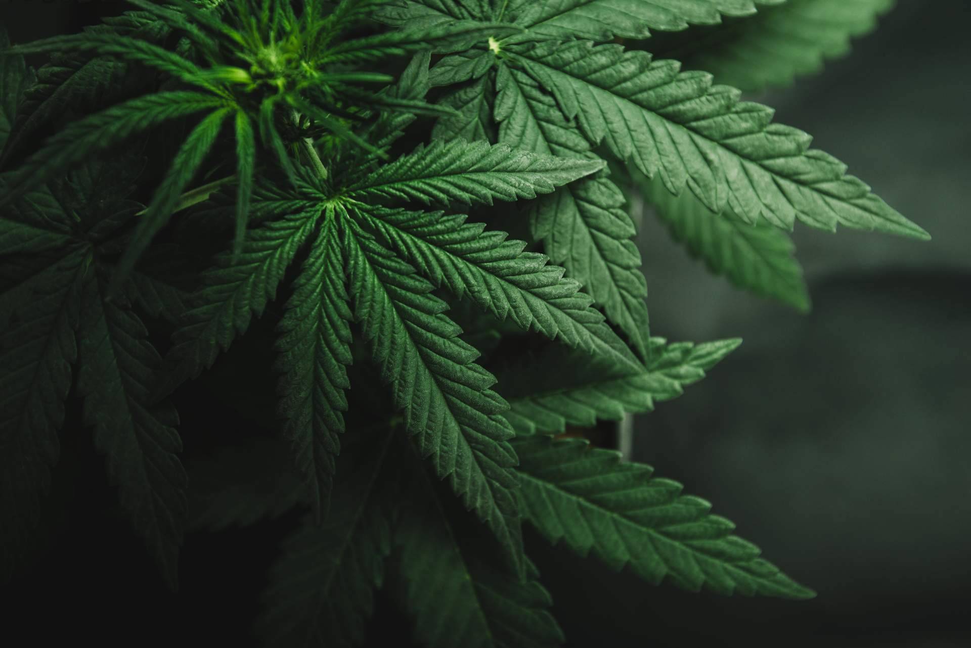 Conocer todos los beneficios medicinales de la planta del cannabis