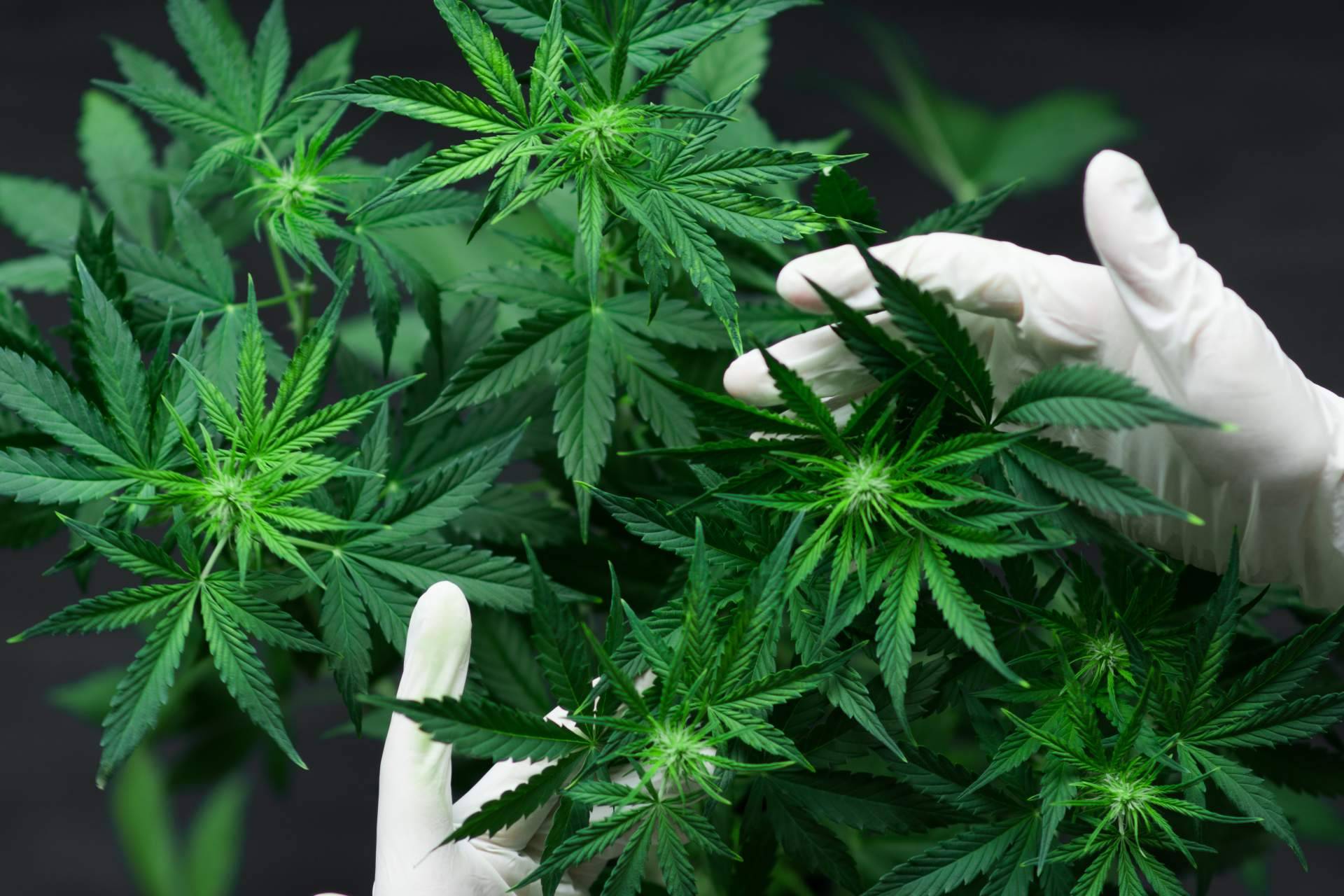 Una web educativa sobre el cannabis en Barcelona, Cannabisbarcelona.com
