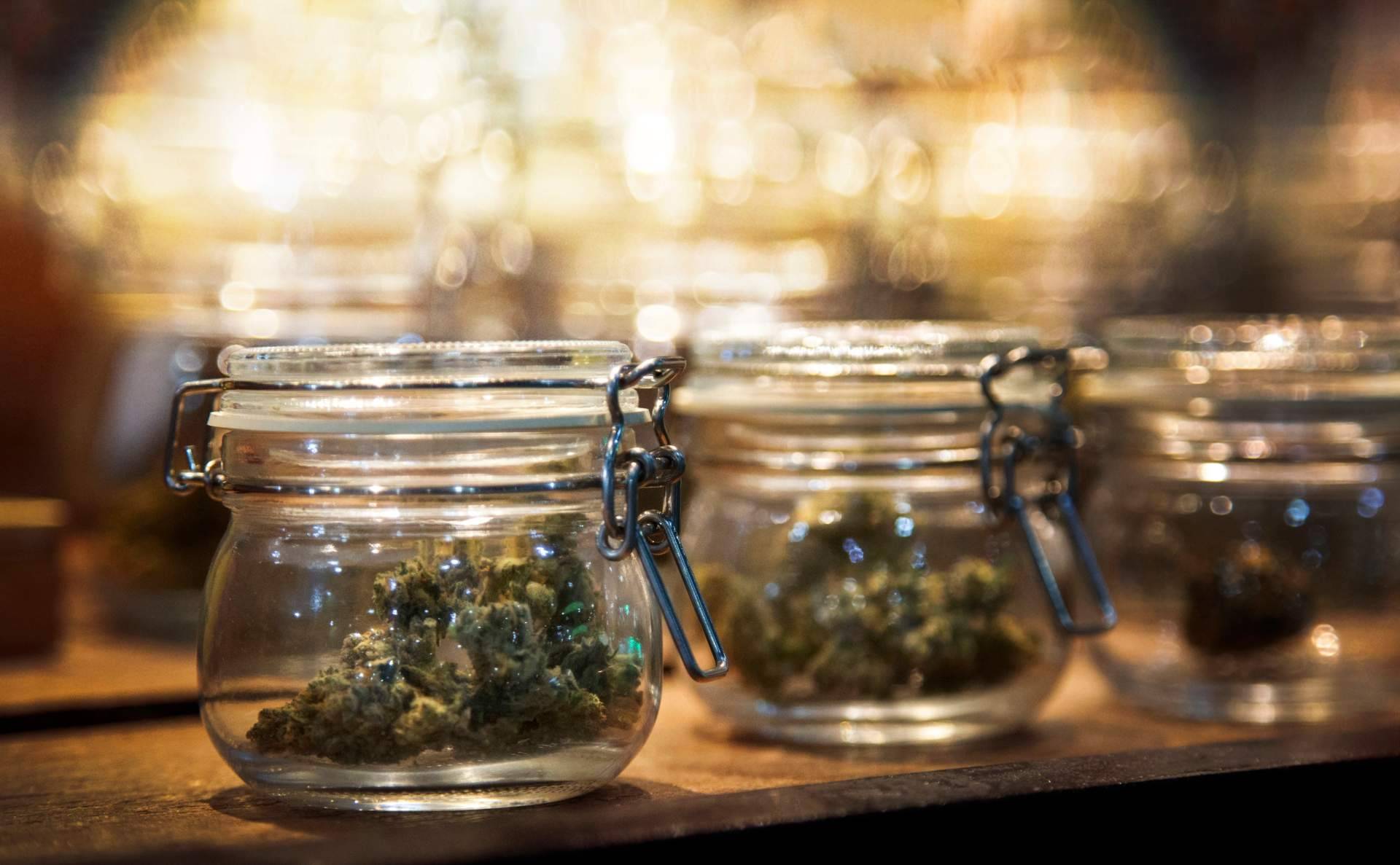 Cannabis Barcelona, una de las guías líderes de clubes de cannabis en Barcelona