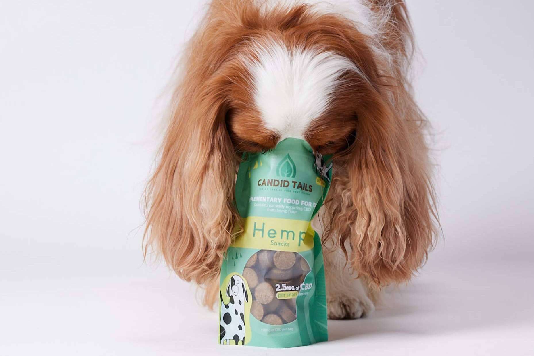 Cannabis para perros, una tendencia que toma fuerza