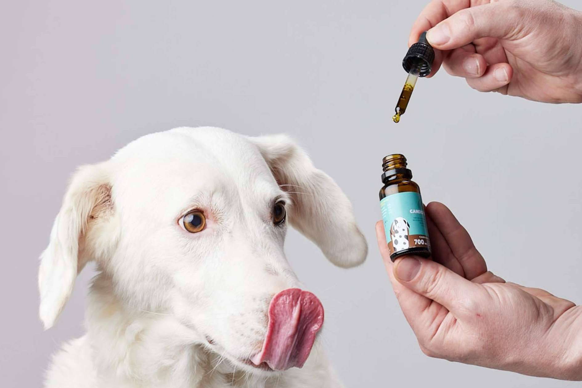 CandidTails y las ventajas del cáñamo con CBD para perros