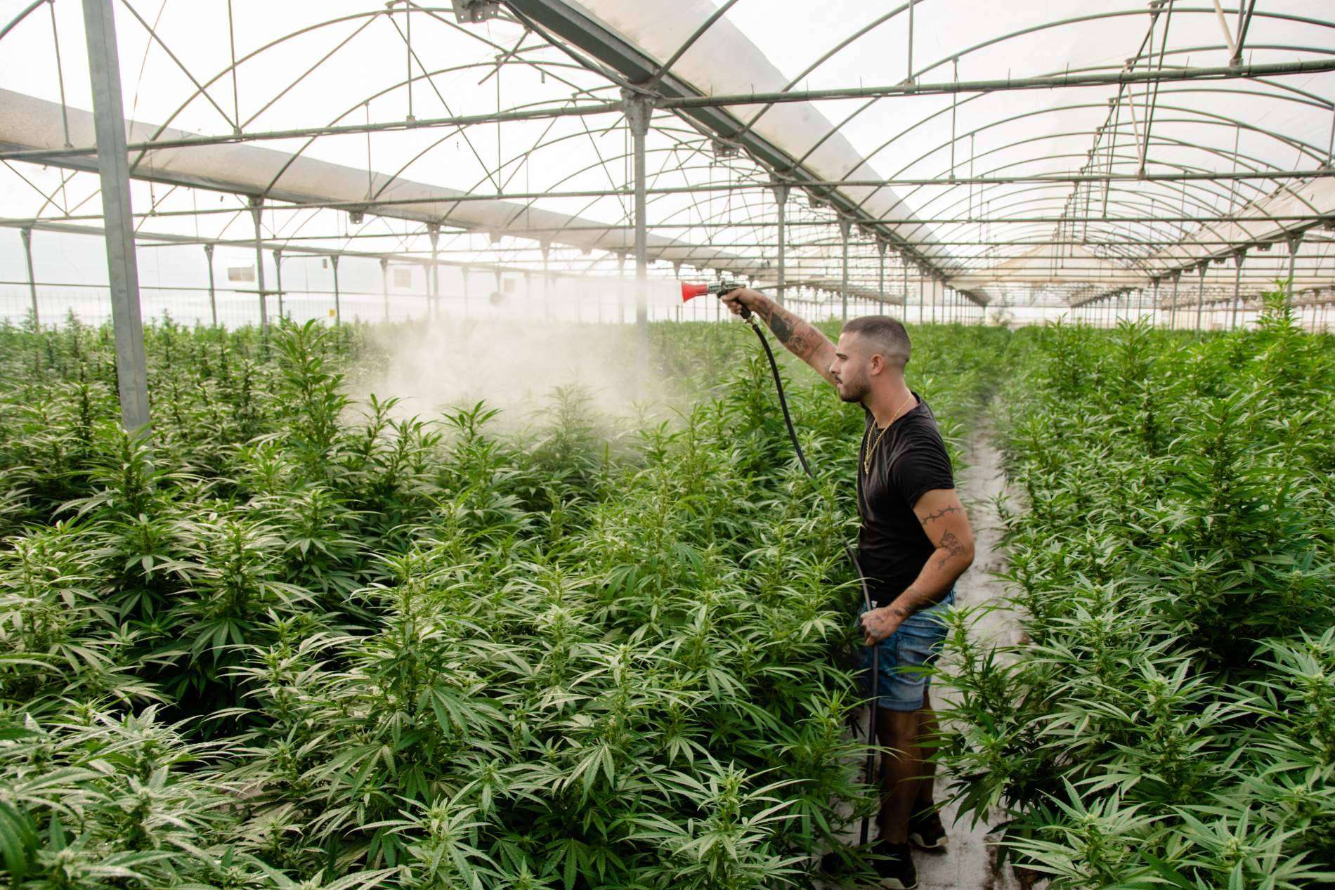 Los beneficios más destacados del CBD
