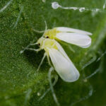 Eurofins avala el potencial agronómico de HTpro Flame, biofertilizante exclusivo de Nostoc