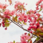 ‘Primaverano’; síntomas de alergia primaveral y calor del verano